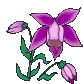 maxillaria camaridii 142604